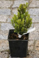 Cis Pośredni Hilli Taxus Media  9-11