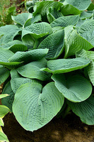 Funkia Elegans Hosta