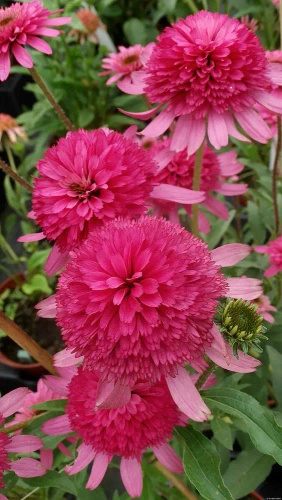 Jeżówka Southern Belle Echinacea