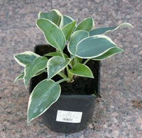 Funkia El Nino Hosta  1l