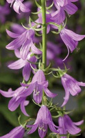 Dzwonek jednostronny Campbell Blue Campanula rapunculoides 9-1l