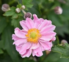 Zawilec Garden Breeze Whirlwind Pink Anemone Hybrida 