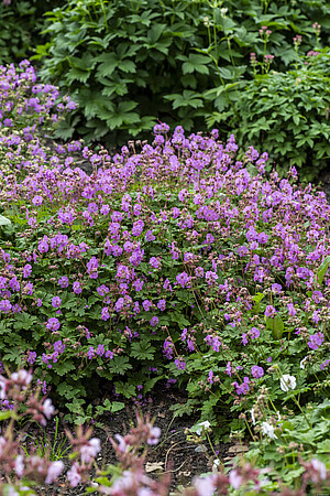 Bodziszek kantabryjski Karmina Geranium cantabrigiense 