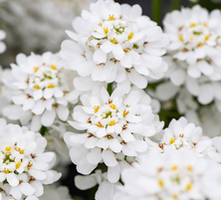 Ubiorek wiecznie zielony Appen Etz Iberis Sempervirens