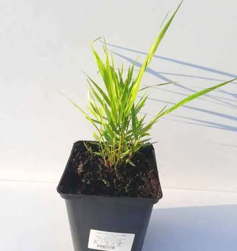 Hakonechloa smukła Nicolas Hakonechloa macra 1l