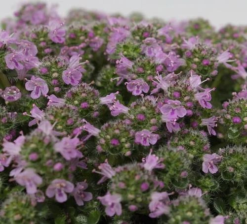 Macierzanka piaskowa Elfin Thymus Serphyllum