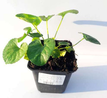 Fiołek rogaty Boughton Blue Viola cornuta