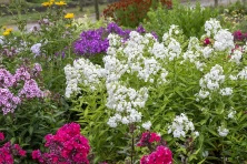 Floks, Płomyk David Phlox Paniculata