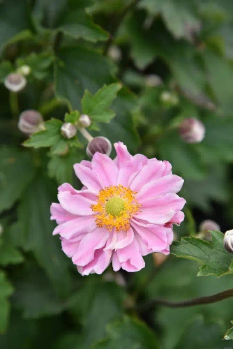Zawilec Garden Breeze Whirlwind Pink Anemone Hybrida 