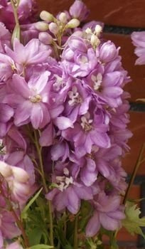 Ostróżka ogrodowa Astolat Delphinium Pacific 1l