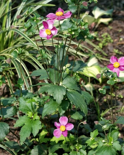 Zawilec Japoński Splendens Anemone Hupehensis 9