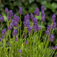 Lawenda Wąskolistna Thumbelina Leigh Lavandula Angustifolia 9