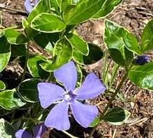Barwinek pospolity Ralph Shugart Vinca minor