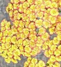 Krwawnik Tricolor Achillea Millefolium 1l