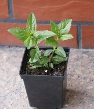 Przetacznikowiec Fascination Veronicastrum Virginicum 0,5l-2l