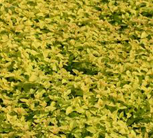 Tawuła japońska Candlelight Spiraea japonica 9