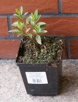 Azalia japońska Blaue Donau Azalea japonicum 1l