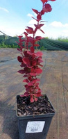 Berberys Thunberga Venice® Berberis Thunbergii 1l