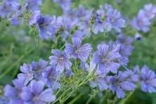 Bodziszek Renarda Philippe Vapelle Geranium Renardii