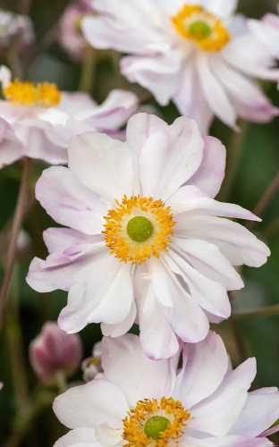 Zawilec Garden Breeze Pink Touch Anemone Hybrida