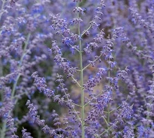 Perowskia Łobodolistna Jelena Perovskia Atriplicifolia