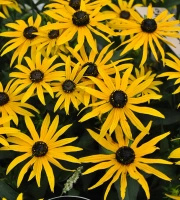 Rudbekia Błyskotliwa Forever Gold Rudbeckia Fulgida