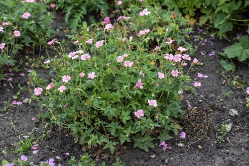 Bodziszek Endressa Wargrave Pink Geranium endressii