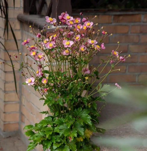 Zawilec Summer Breeze Baby Pink Anemone Hybrida