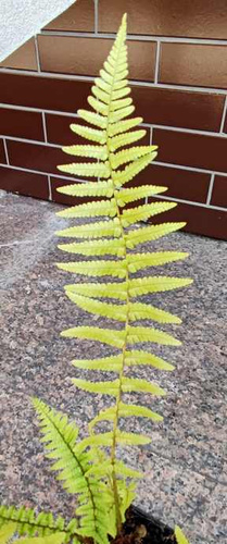 Narecznica mocna Cristata The King Dryopteris affinis 