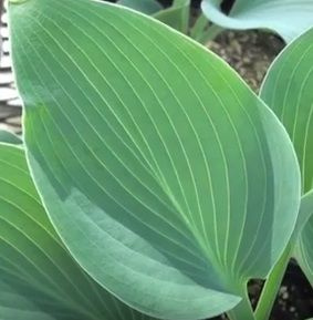 Funkia Halcyon Hosta