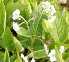 Ułudka Alba Omphalodes cappadocica