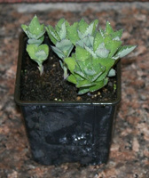 Rozwar wielkokwiatowy Astra Blue Platycodon grandiflorus