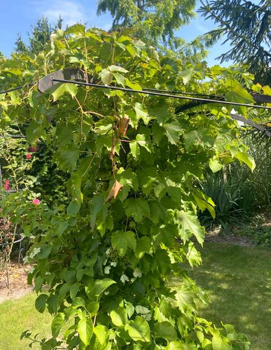 Winobluszcz trójklapowy Parthenocissus tricuspidata 1l