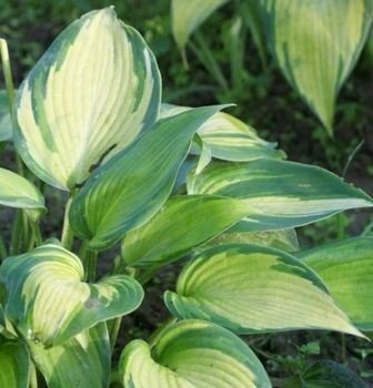 Funkia June Hosta 1l