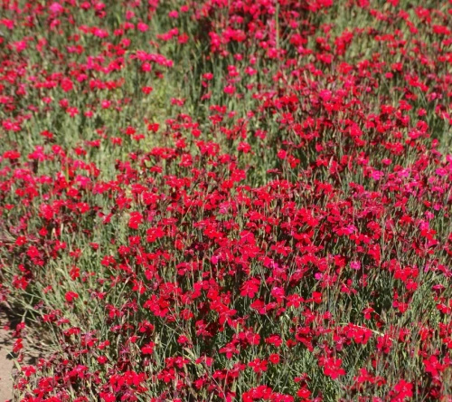 Goździk kropkowany C. czerwony Dianthus deltoides 9