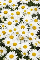Złocień wielki Snow Cap Leucanthemum Superbum 1l
