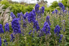 Tojad  Arendsii Aconitum carmichaelii 1l