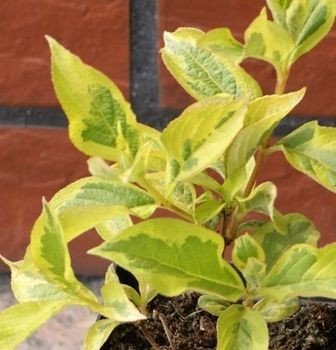 Krzewuszka Looymansii Aurea Weigela 1l
