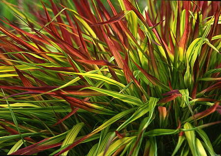 Hakonechloa smukła Mulled Wine Hakonechloa macra 9