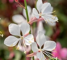 Gaura Flamingo White Gaura lindheimeri 1l