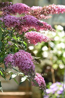 Budleja Dawida Pink Cascade Buddleja Davidii 1l