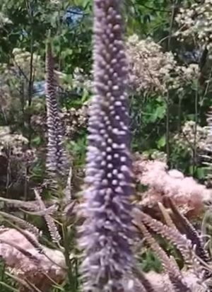 Przetacznikowiec Fascination Veronicastrum Virginicum 0,5l-2l