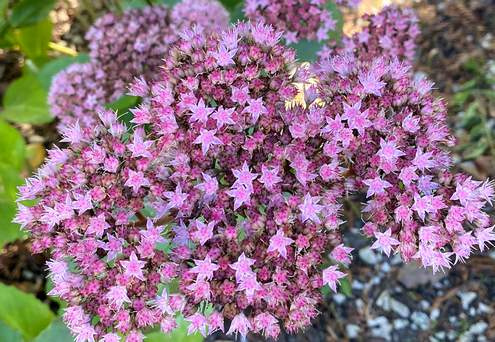 Rozchodnik wielki Matrona Sedum telephium 1l