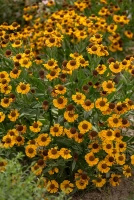 Dzielżan Carmen Helenium hybridum