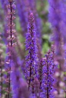 Szałwia omszona Caradonna Salvia nemorosa