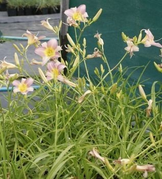 Liliowiec Catharine Woodbury Hemerocallis11