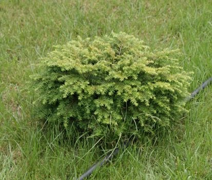 Choina kanadyjska Jeddeloh Tsuga canadensis 1l