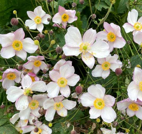 Zawilec pajęczynowaty Robustissima Anemone tomentosa