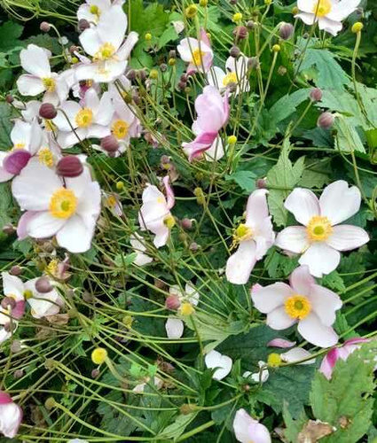 Zawilec pajęczynowaty Robustissima Anemone tomentosa