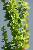 Berberys Thunberga Erecta Berberis Thunbergii 1l